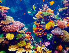 Load image into Gallery viewer, Animal print linen pareo