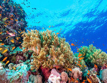 Load image into Gallery viewer, Animal print linen pareo