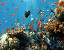 Load image into Gallery viewer, Animal print linen pareo